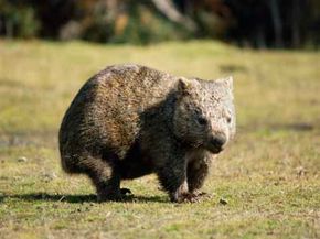 Wombat