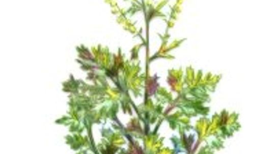 Wormwood: Herbal Remedies