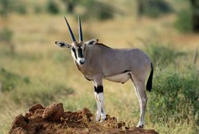 Arabian oryx