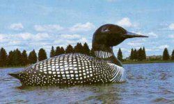 Large Floating Loon