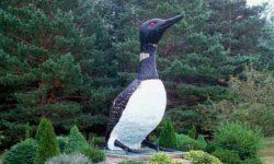 This water fowl weighs a ton, measures 16 feet, and is said to be the World's Largest Talking Loon. Learn all about it at HowStuffWorks.