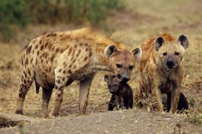 This mother hyena has already taken care of the tricky birthing process. Now all she has to do is protect her young.