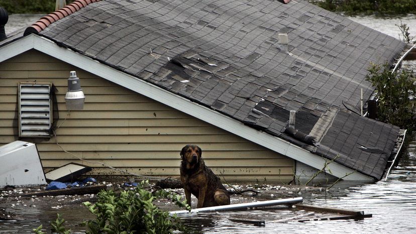 dog, hurricane Katrina