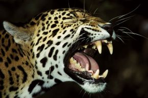 Jaguar showing its teeth