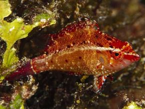 Tough Times Never Last But Tough People Do - Underwater Fishing