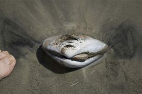 Can you tell whether this clam is happy or sad?