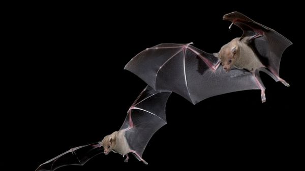 flying bats