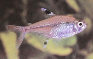 x-ray tetra