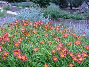 On top of reducing outdoor water use by 60 percent or more, a properly Xeriscaped lawn can increase the property value of a home by 15 percent.