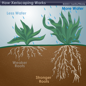 With less water, the roots of a plant will become weaker and lose their hold of the soil.