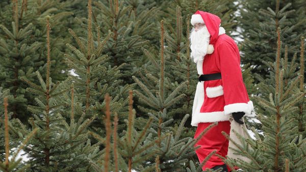 Santa among Christmas trees