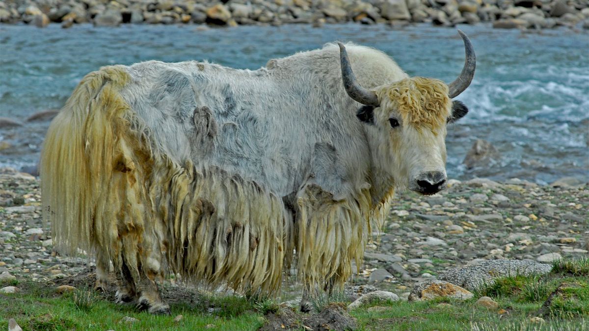 baby yak animal