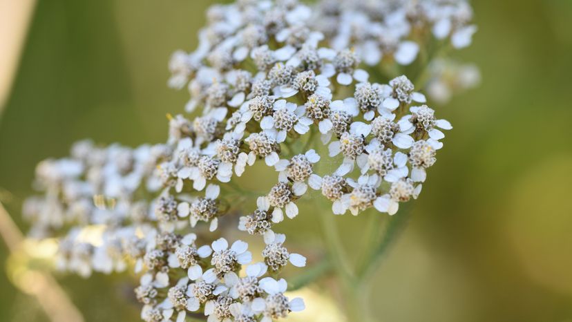Yarrow flower and plant on a meadow.