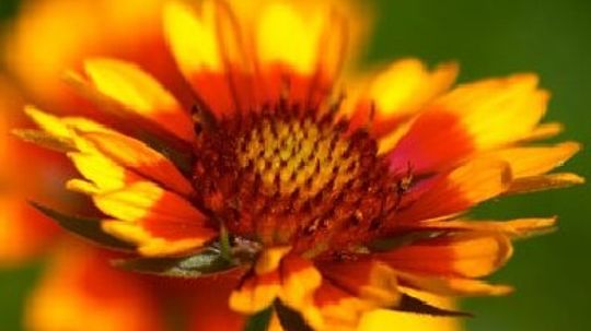 Yellow to Orange Perennial Flowers