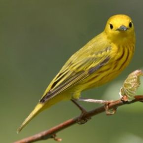 Yellow Warbler Photo