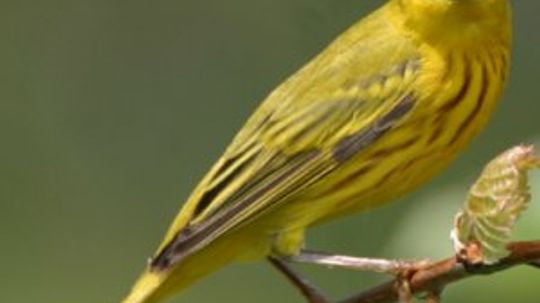 Yellow Warbler