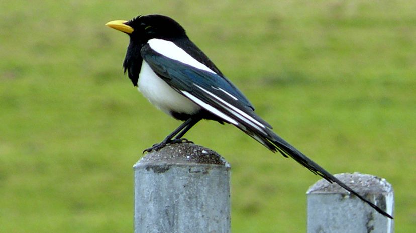 Yellow-billed magpie