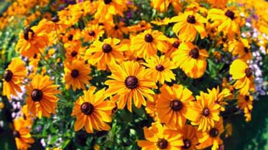 Yellow Coneflower, Perennial Black-Eyed Susan