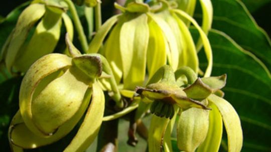 How does ylang-ylang work in skin cleansers?