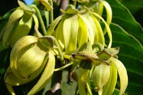 Ylang-ylang, Cananga odorata