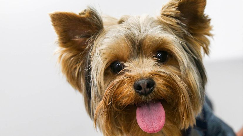 yorkshire-terrier	