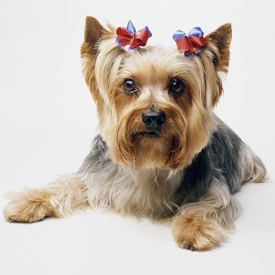 Yorkshire terrier wearing red bows