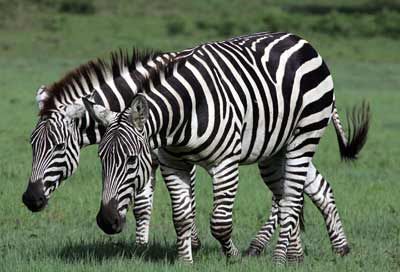 zebra pic