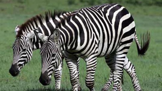 How do a zebra's stripes act as camouflage?
