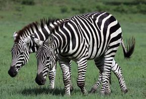 When all the zebras keep together as a big group, the pattern of each zebra's stripes blends in with the stripes of the zebras around it. See more pictures of African animals.