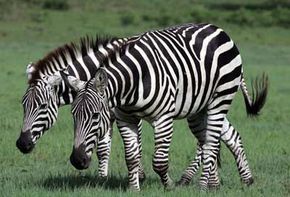 zebra pic