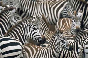 Animal Camouflage Image Gallery Per­haps Michael Jackson was thinking of zebras when he wrote the song &quot;Black or White.&quot; See more pictures of animal camouflage.