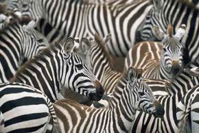 Are zebras white with black stripes or black with white stripes?