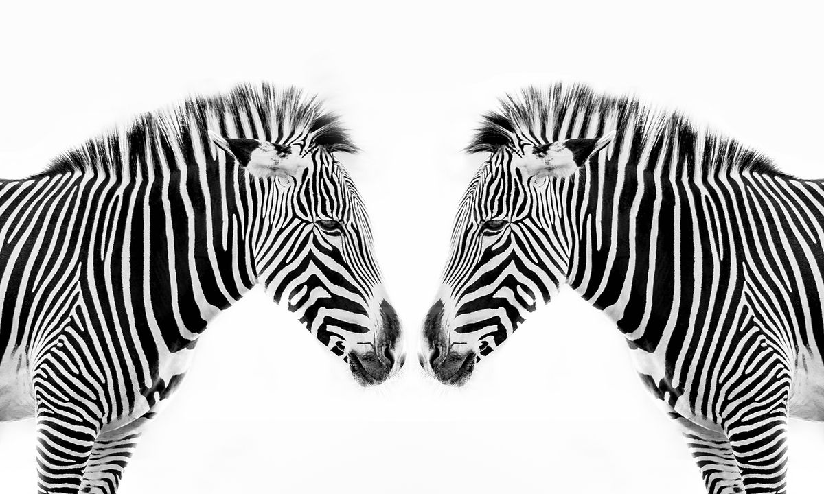 Are zebras black with white stripes or white with black stripes? |  HowStuffWorks