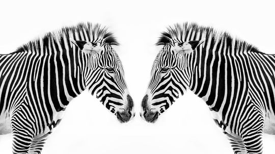 Are zebras black with white stripes or white with black stripes?