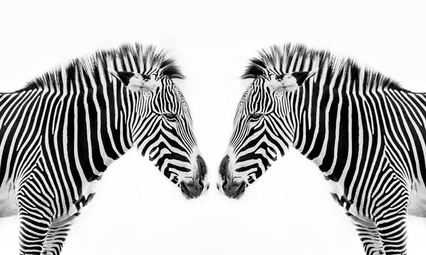 What is the name of the animal with Zebra stripped legs? - Quora