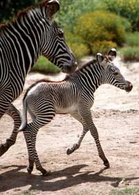 Grevy's zebras have narrower stripes and black stripes running down their spines.
