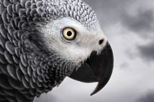 Gray parrot