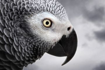 Gray parrot