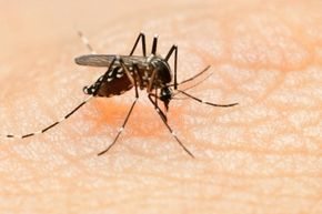 The female mosquito, who has to suck lots of blood in order to lay her eggs, spits the Zika virus into each her new snacks when she bites them.