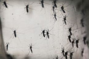 Researchers at the Fiocruz Institute in Recife, Pernambuco, Brazil are studying the Aedes aegypti mosquitoes behind the spread of the ZIka virus.