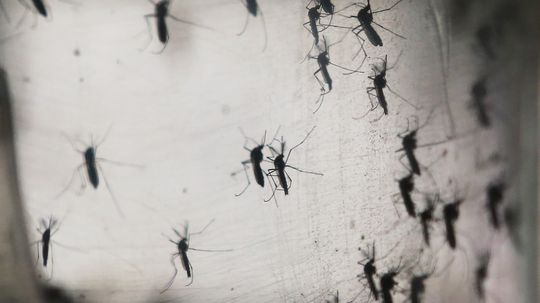 How Zika Virus Works