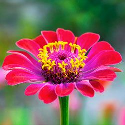 A zinia flower in a garden