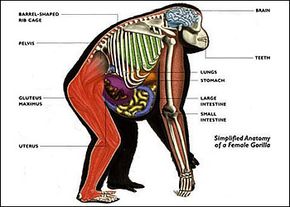 gorilla anatomy