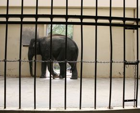 reasons why animals should be kept in zoos