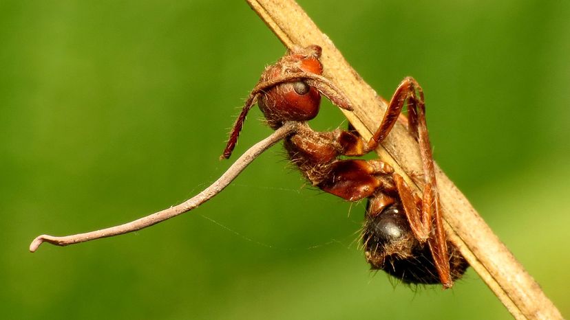 zombie ant fungus	