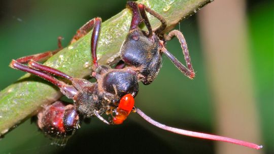 Meet the Zombie Ant Fungus That Inspired HBO's 'The Last of Us'