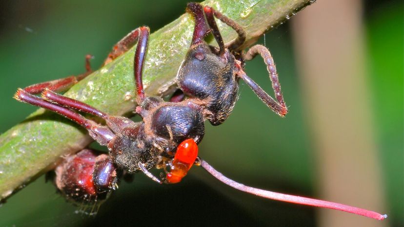 zombie ant fungus