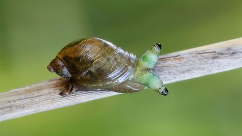 Nightmarish Parasites Hack Snail Brains to Survive - Vimarsana News