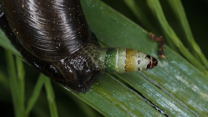 zombie snails	