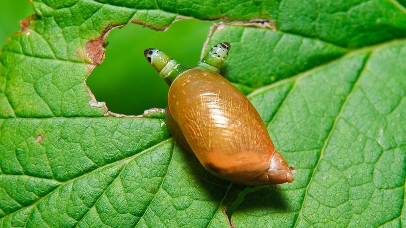 zombie snails